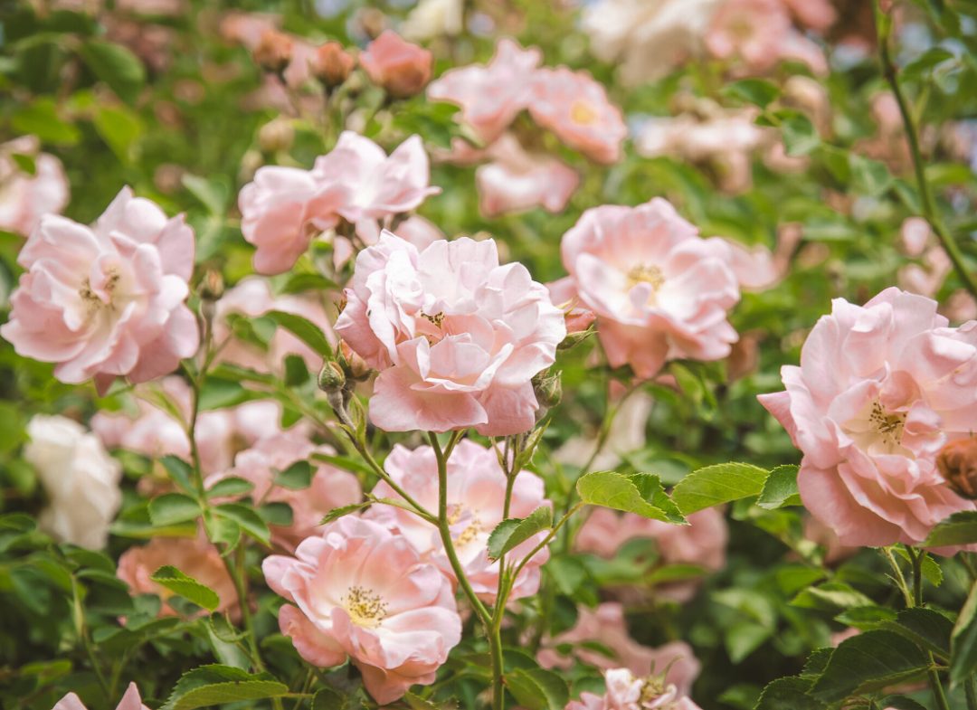 30 Gorgeous Types of Brown Flowers - Gather and Plant