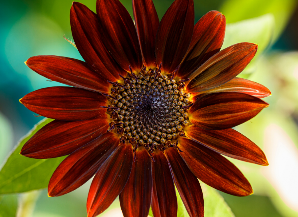 30 Gorgeous Types of Brown Flowers