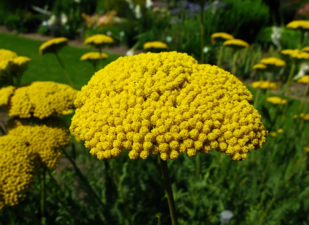 50 Types of Yellow Flowers (Meanings & Garden Ideas)
