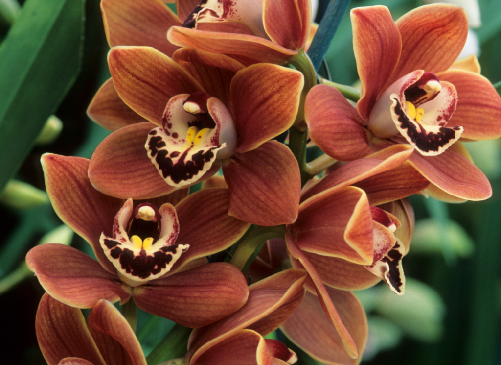 30 Gorgeous Types of Brown Flowers