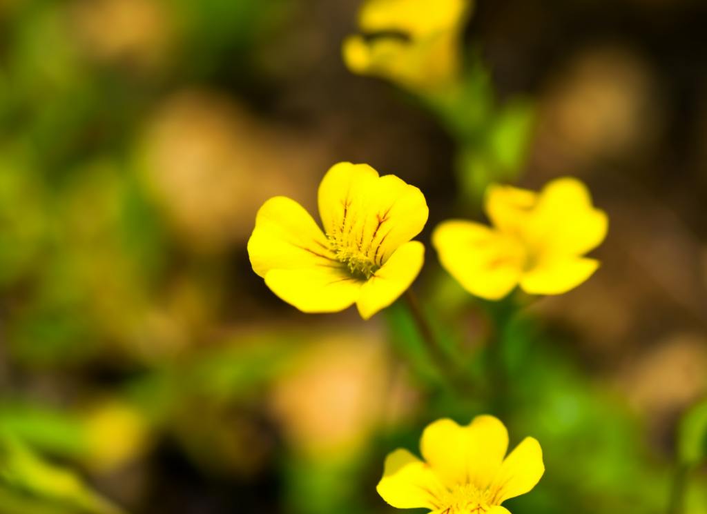 50 Types of Yellow Flowers (Meanings & Garden Ideas)
