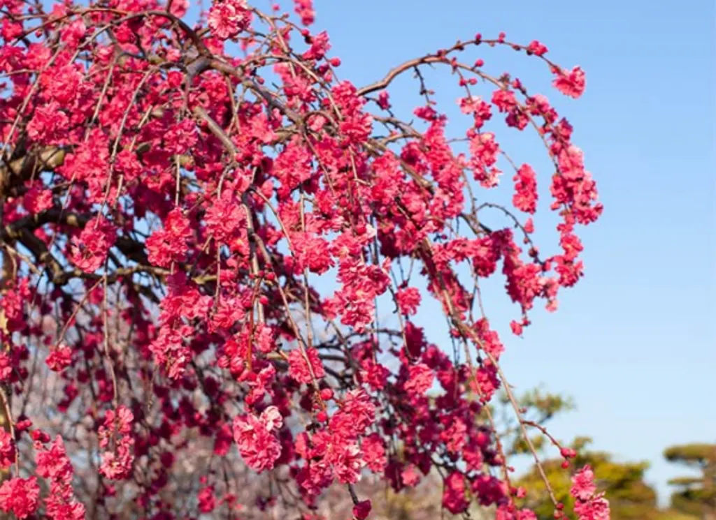 15 Pretty Pink Flowering Trees (Photos & Zones)