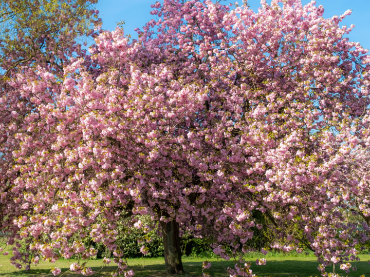 15 Pretty Pink Flowering Trees (Photos & Zones)