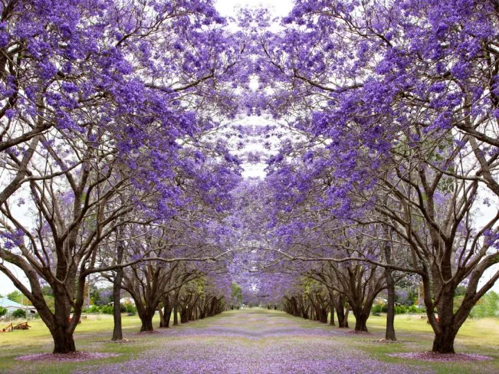 16 Beautiful Purple Flowering Trees (Photos & Zones)