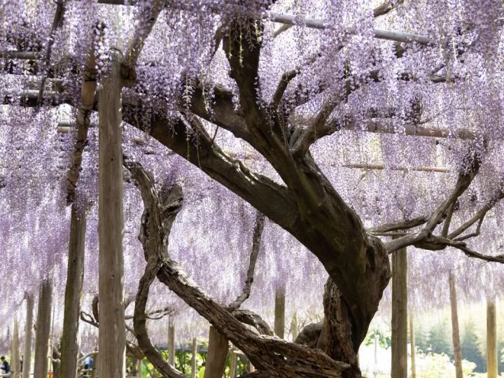 16 Beautiful Purple Flowering Trees (Photos & Zones)