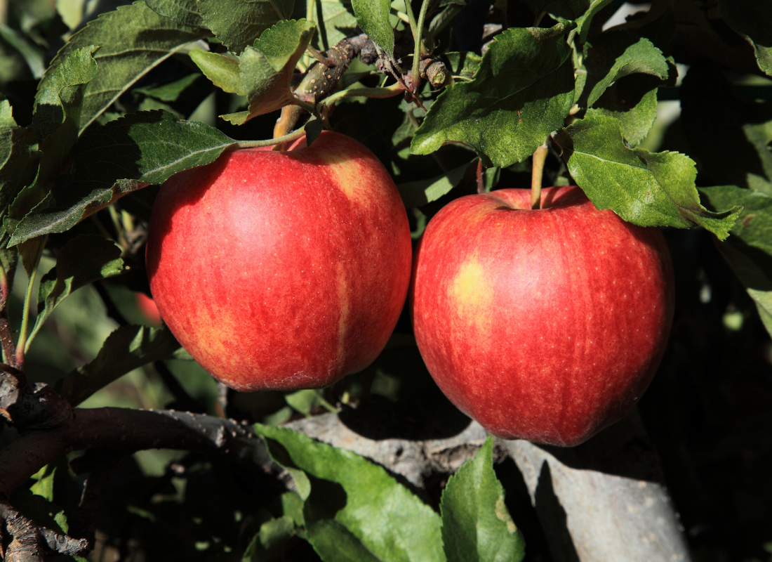 39 Tasty Types of Red Apples & Their Uses - Gather and Plant