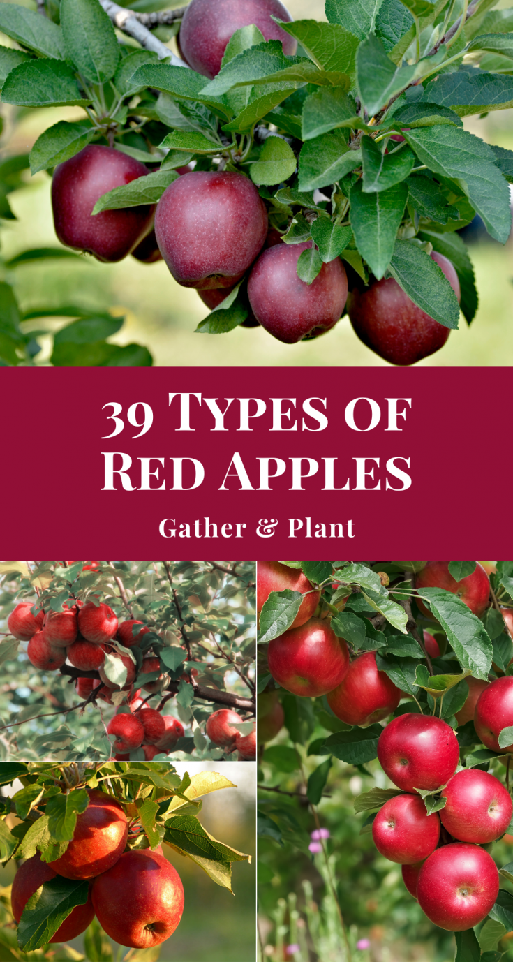 39 Tasty Types of Red Apples & Their Uses - Gather and Plant