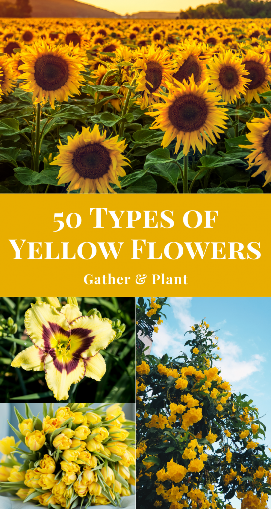 50 Beautiful Types of Yellow Flowers (& Meanings)